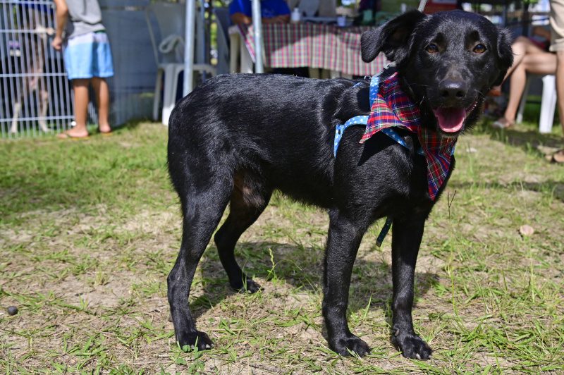 Sábado terá evento de adoção de animais no Parque Pedra da Cebola.