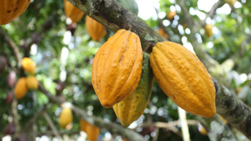 7ª Edição do Concurso de qualidade de Amêndoas de Cacau tem prazo de inscrições prorrogadas