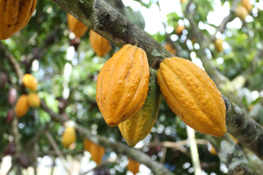 7ª Edição do Concurso de qualidade de Amêndoas de Cacau tem prazo de inscrições prorrogadas