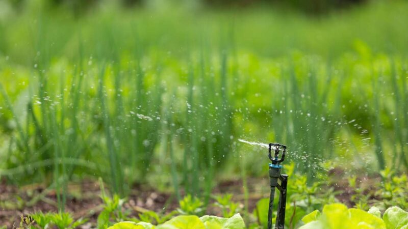 Adaptação Agrícola: Agricultores do ES Recorrem à Irrigação Noturna devido à Estiagem