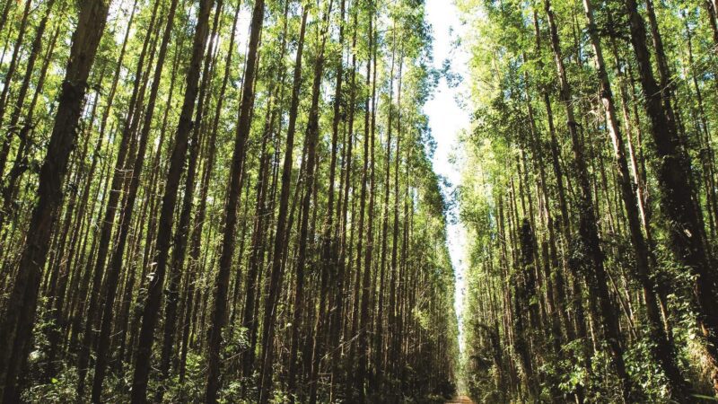 Suzano Recebe Financiamento Bilionário do BNDES para Projeto de Plantio de Eucalipto no ES
