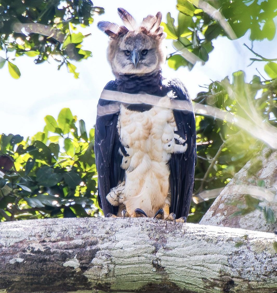 Visão Majestosa: Águias são Flagradas na Mata Atlântica Capixaba
