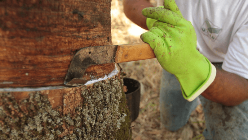 Incentivos à Produção de Borracha Natural em Pauta na Ales