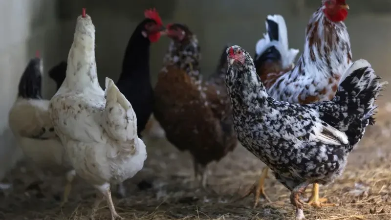 China suspende compra de carne de frango brasileira por 60 dias após caso de gripe aviária em granja comercial