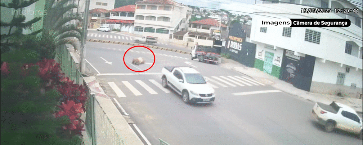 Vacas caem de picape em movimento e caso levanta suspeita de furto em Nova Venécia