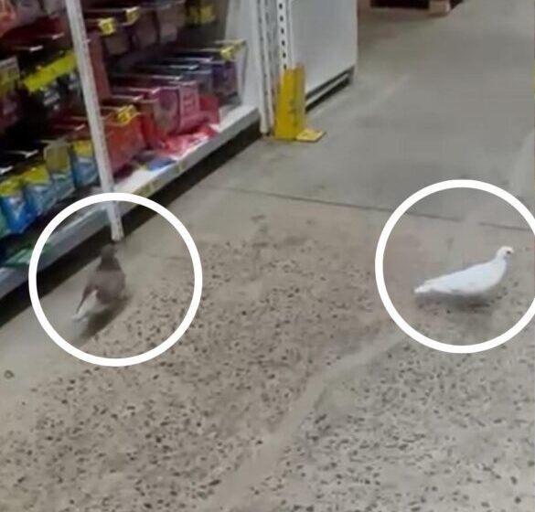 Presença de pombos em supermercado da Serra levanta alerta sobre riscos à saúde