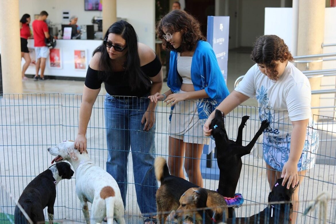 Adoção de cães será realizada na Praça de Campo Grande