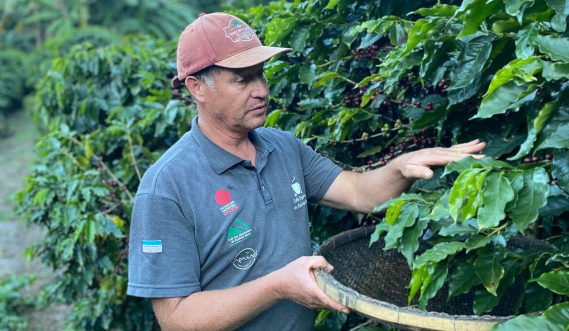 Café do Caparaó: símbolo de identidade, superação e excelência reconhecida