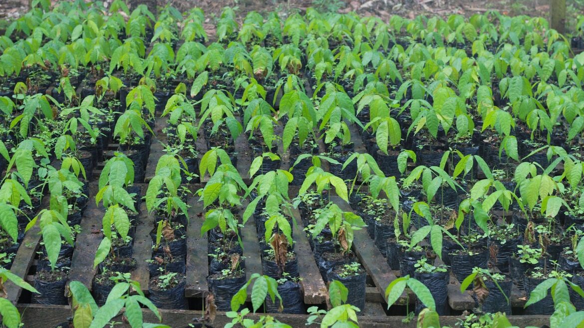 Jaguaré fortalece agricultura com entrega de mudas do projeto Arranjos Produtivos