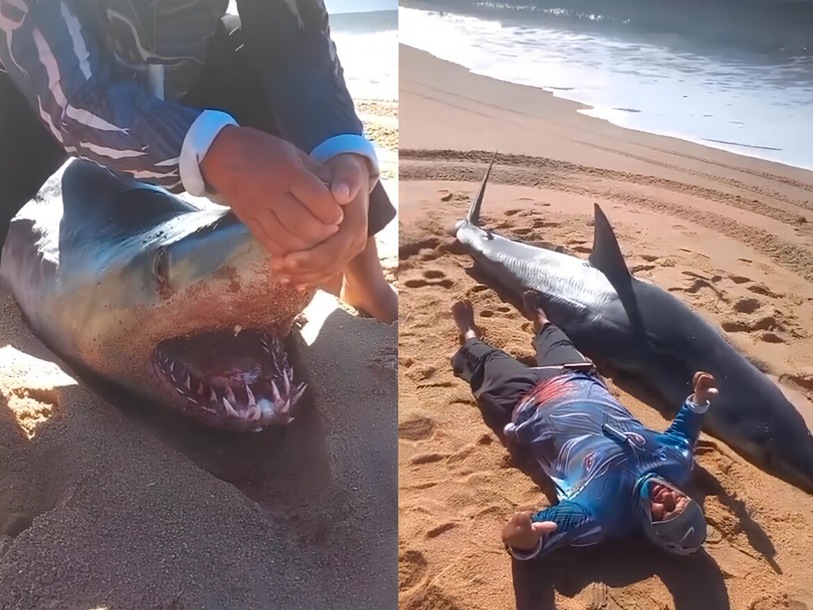 Tubarão de mais de 2 metros é encontrado morto na Praia da Lagoa do Siri, em Marataízes