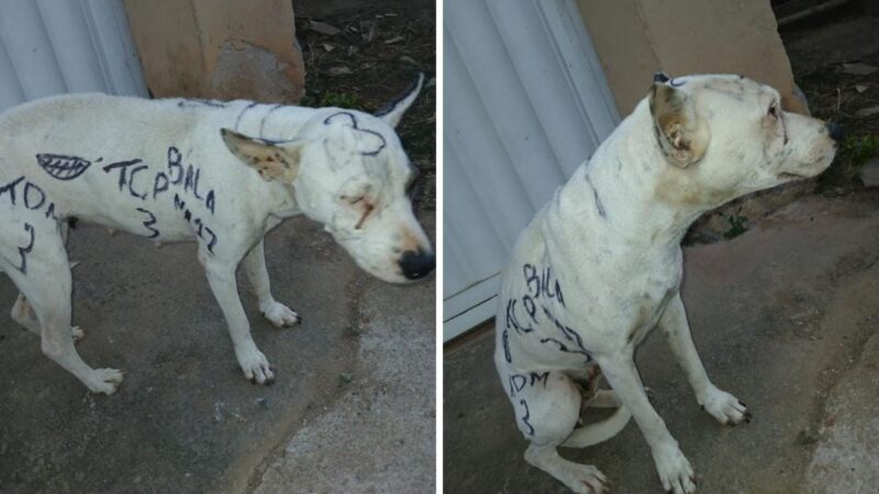 Suspeito de pichar cadela com referências a facções é preso em Guarapari