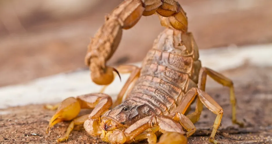 Jaguaré emite alerta para risco de acidentes com escorpiões durante período reprodutivo