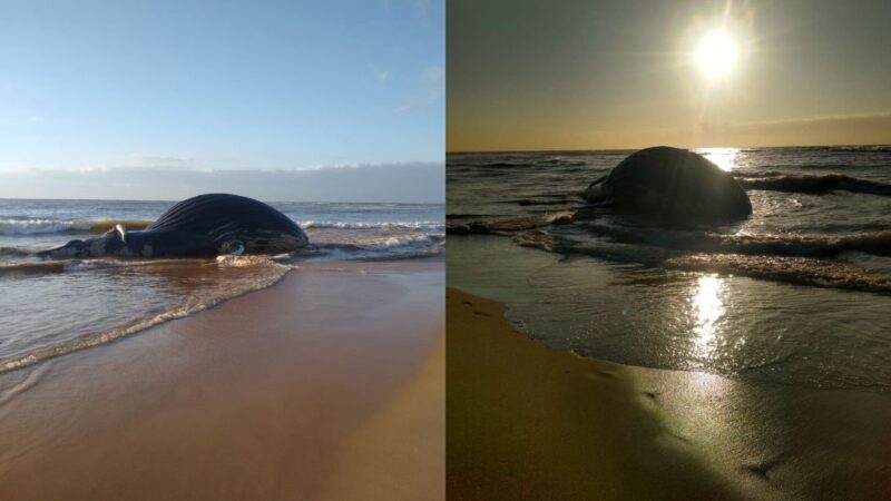 Baleia-jubarte é encontrada morta na Praia de Bicanga, na Serra