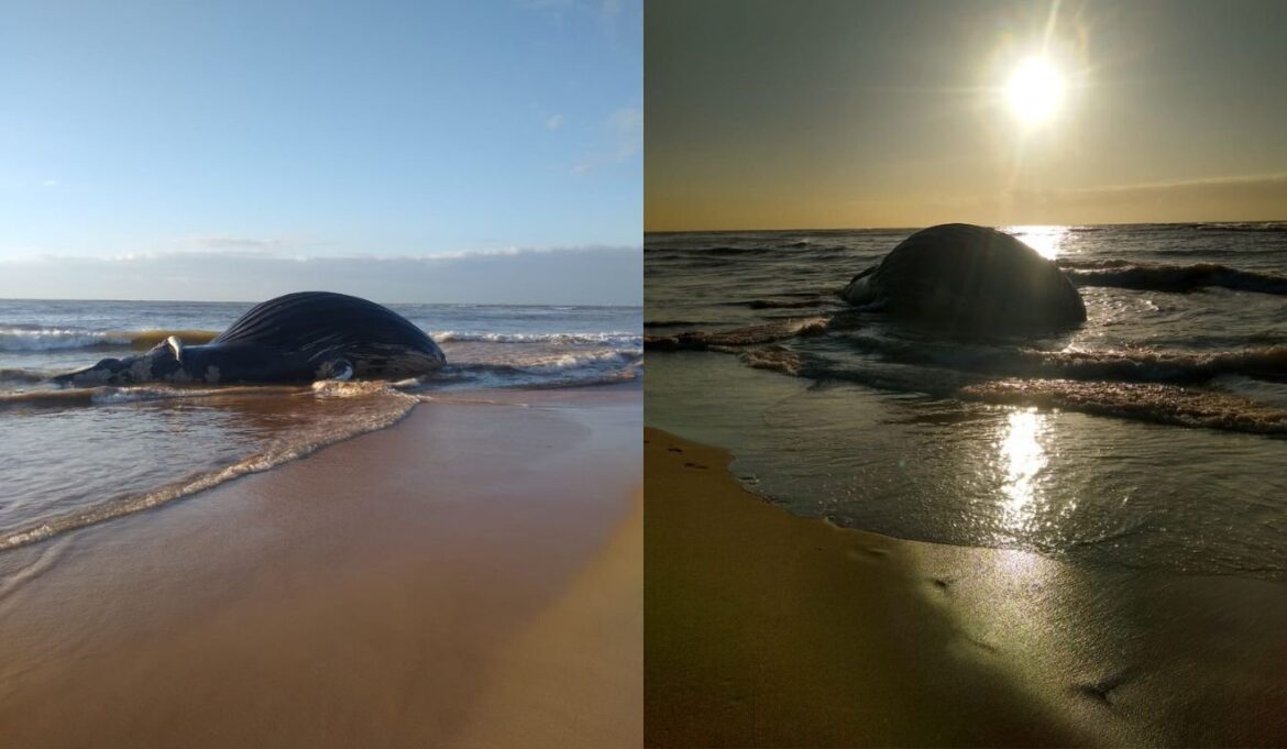 Baleia-jubarte é encontrada morta na Praia de Bicanga, na Serra
