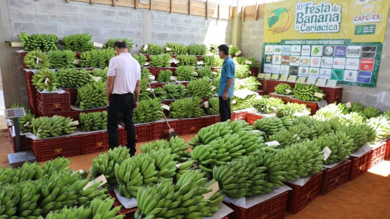Cariacica celebra o Dia da Banana e destaca produção que sustenta mais de 200 famílias