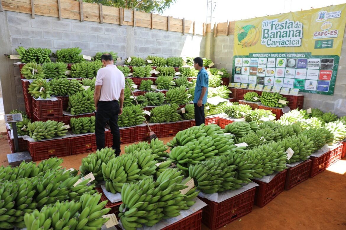 Cariacica celebra o Dia da Banana e destaca produção que sustenta mais de 200 famílias