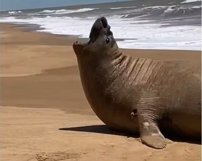 Elefante-marinho é encontrado em praia do ES