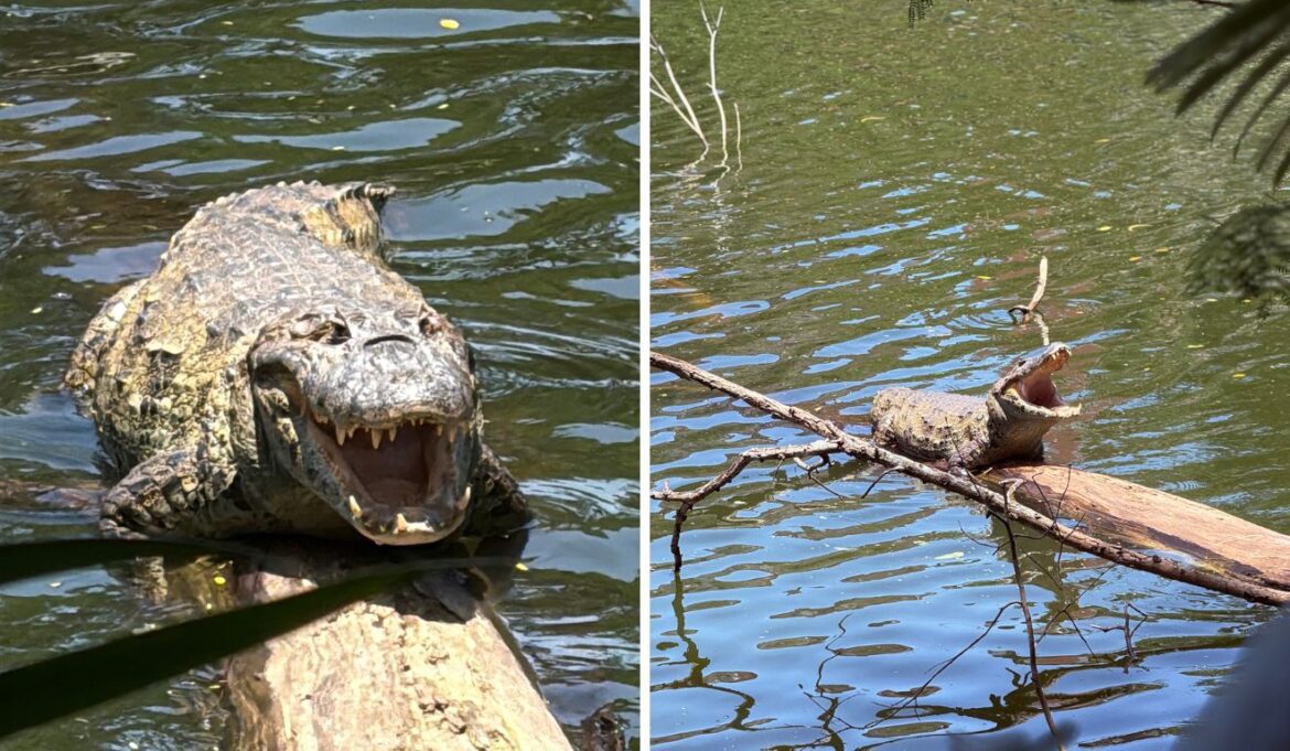 Evento gratuito com trilha para ver jacarés e atividades de educação ambiental em Vitória