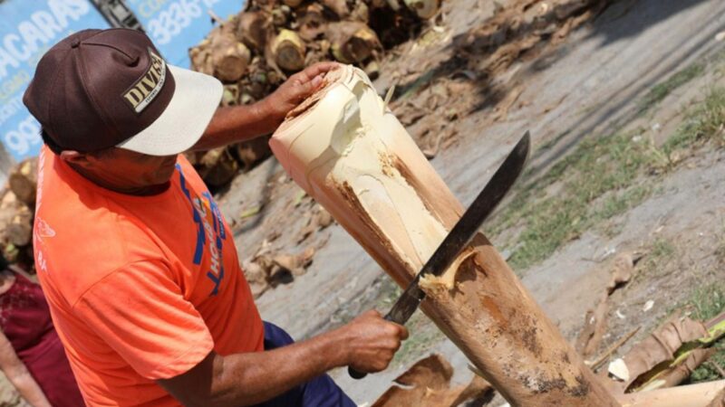 Cariacica define locais autorizados para venda de palmito no município