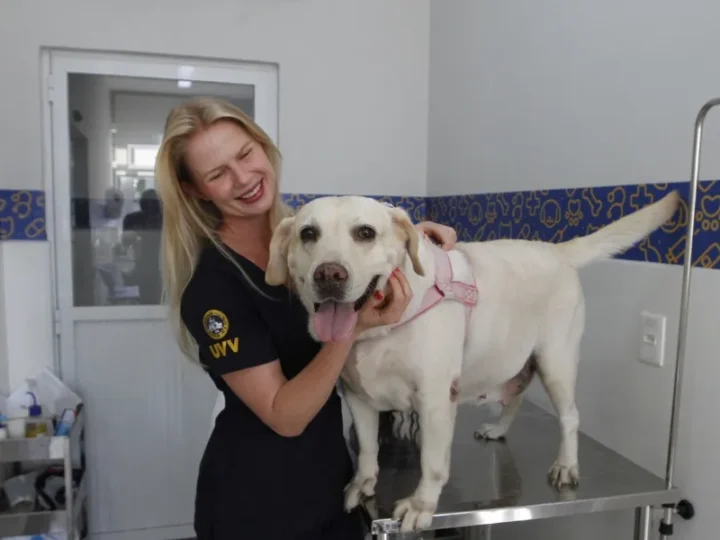 Faculdades oferecem atendimento veterinário para pets e ampliam vagas