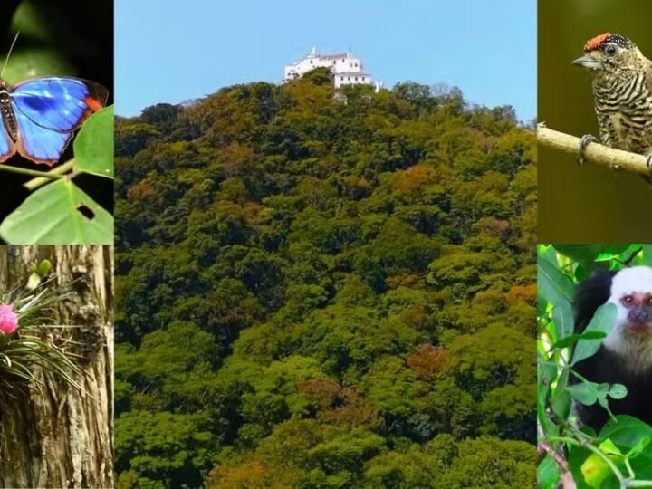 Mata Atlântica no entorno do Convento da Penha abriga rica diversidade de espécies