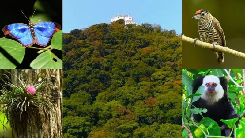 Mata Atlântica no entorno do Convento da Penha abriga rica diversidade de espécies
