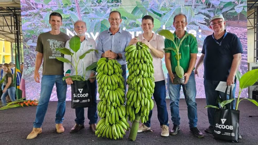 Conheça a banana importada que produz frutos mais doces e cachos mais pesados no ES