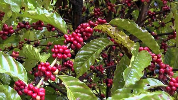 Café agroecológico avança no ES com produção sustentável e grãos de qualidade