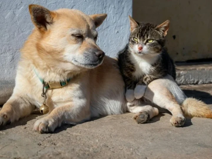 Cariacica recebe Carretão PetVida com castração e vacinação gratuitas para pets