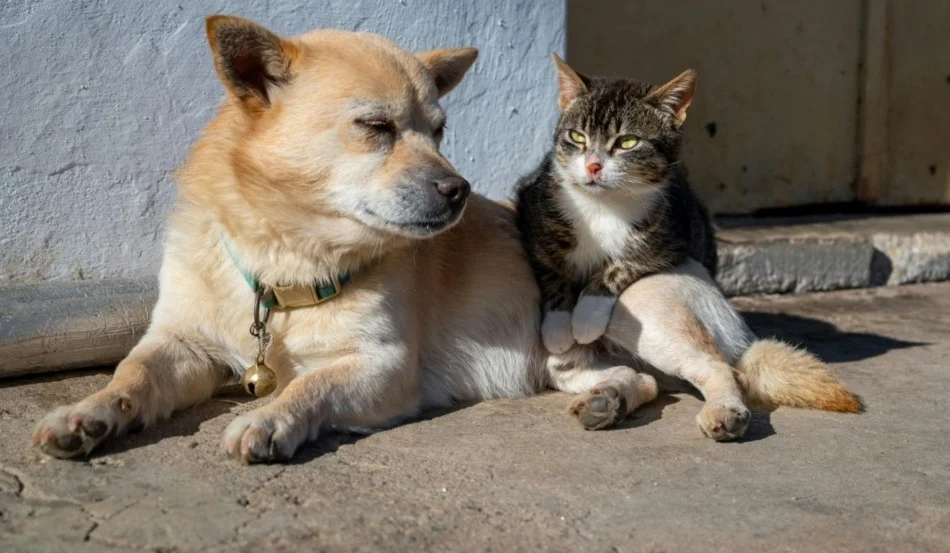 Cariacica recebe Carretão PetVida com castração e vacinação gratuitas para pets