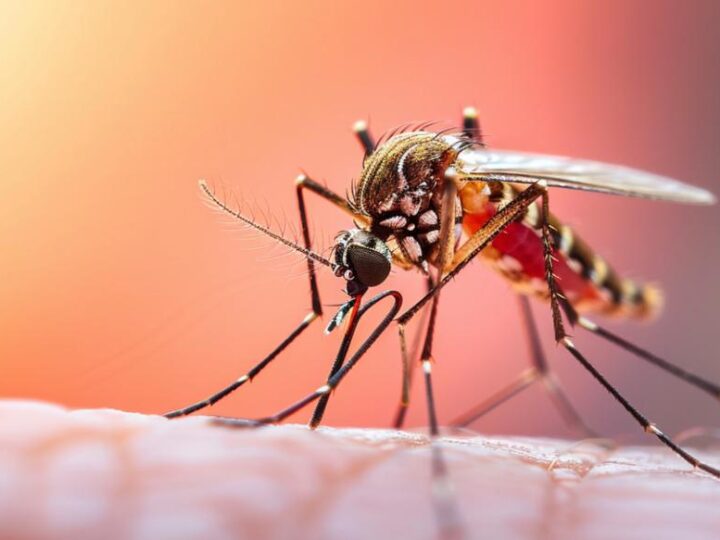 Cariacica reduz em quase 82% os casos de dengue no primeiro semestre de 2026