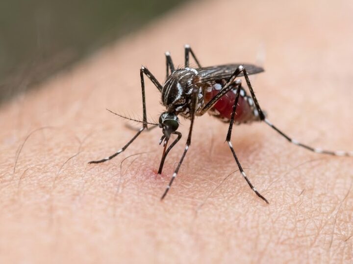 Super El Niño pode aumentar casos de dengue e elevar risco de incêndios no Espírito Santo