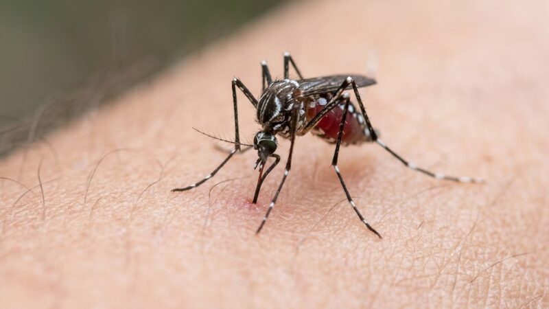 Super El Niño pode aumentar casos de dengue e elevar risco de incêndios no Espírito Santo