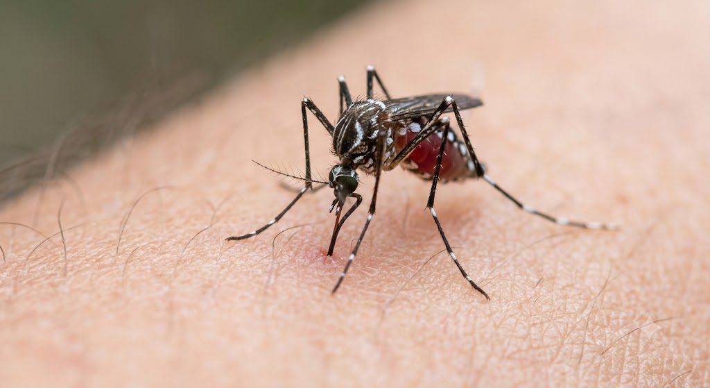 Super El Niño pode aumentar casos de dengue e elevar risco de incêndios no Espírito Santo