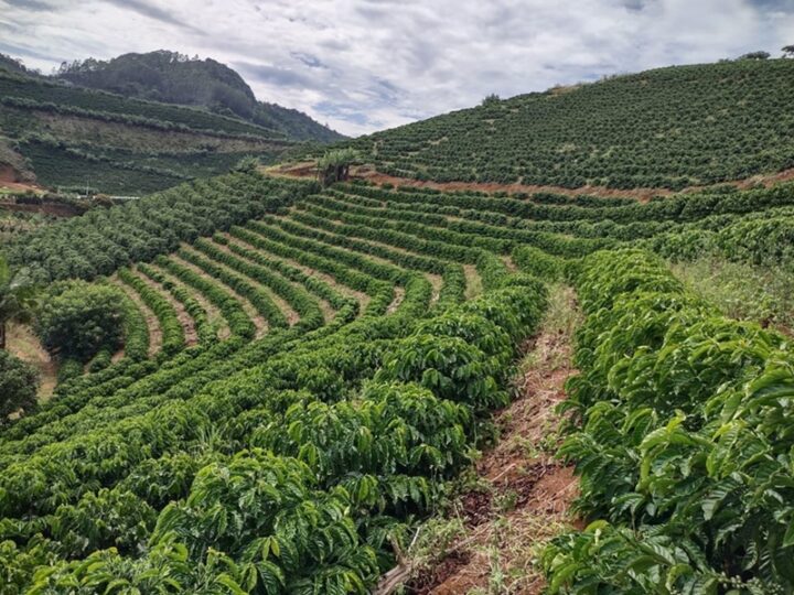 Cafeicultores terão nova linha de crédito para renegociar dívidas após perdas com clima e queda na renda
