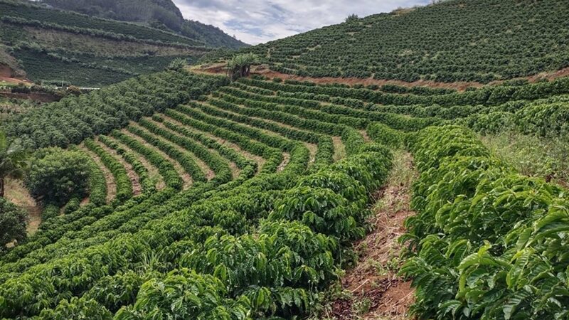 Cafeicultores terão nova linha de crédito para renegociar dívidas após perdas com clima e queda na renda