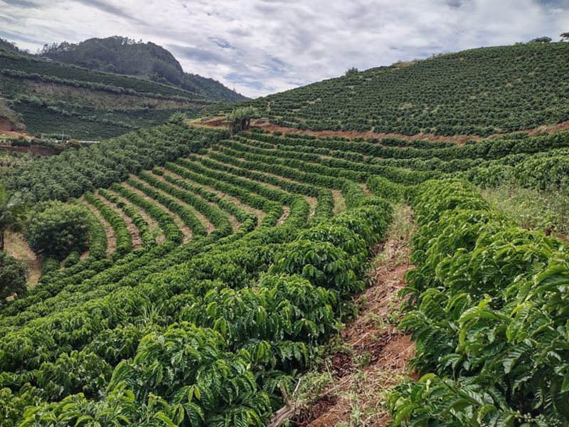 Cafeicultores terão nova linha de crédito para renegociar dívidas após perdas com clima e queda na renda