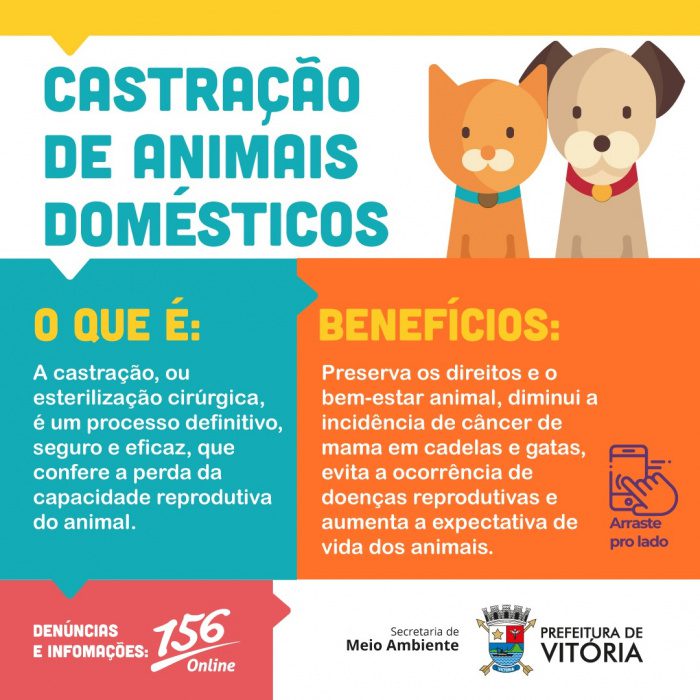 Vitória amplia programa de castração animal com liberação excepcional de mil vagas gratuitas