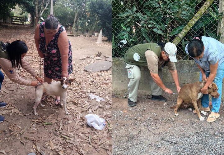 Vila Velha já vacinou mais de 3 mil cães e gatos contra a raiva
