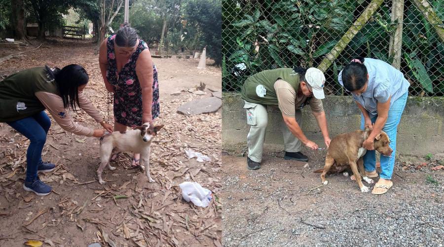 Vila Velha já vacinou mais de 3 mil cães e gatos contra a raiva