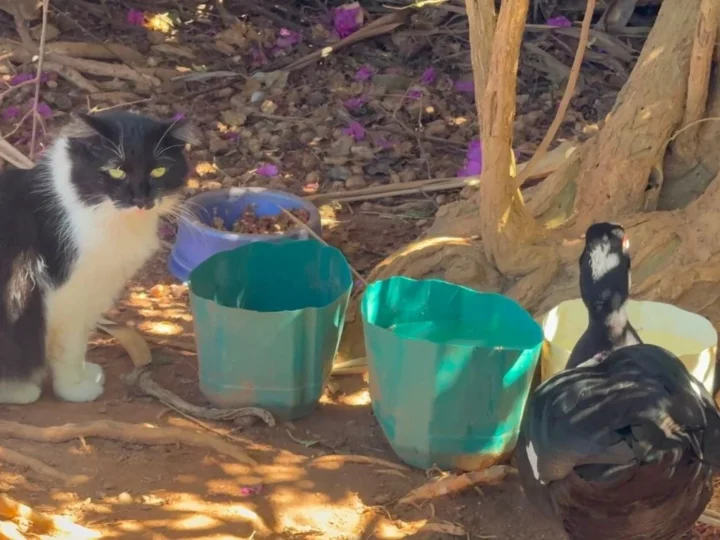 Vitória vai instalar câmeras no Parque Pedra da Cebola após denúncias de abandono de gatos