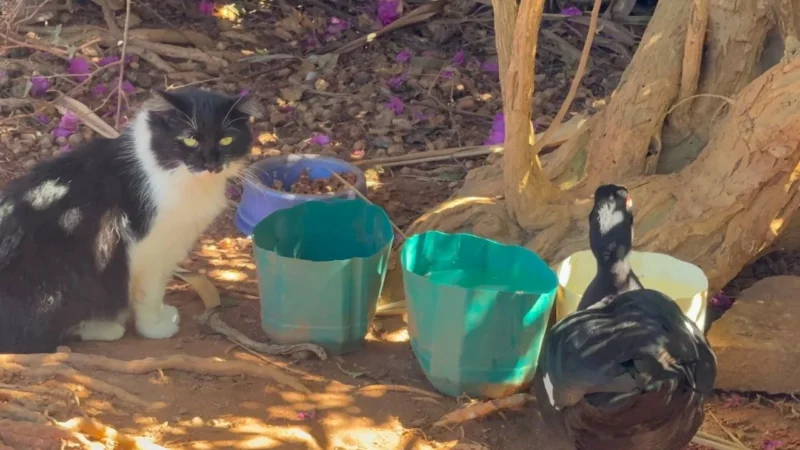 Vitória vai instalar câmeras no Parque Pedra da Cebola após denúncias de abandono de gatos