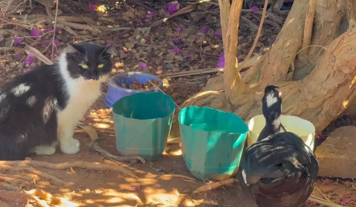 Vitória vai instalar câmeras no Parque Pedra da Cebola após denúncias de abandono de gatos