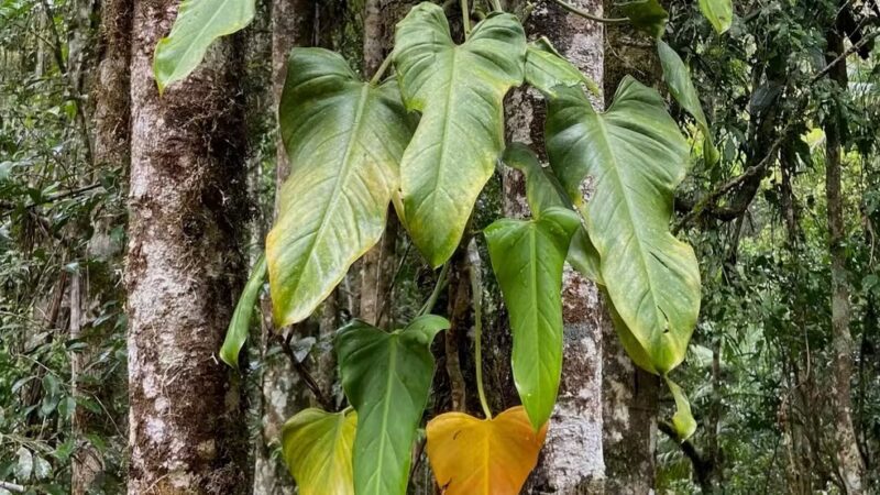 Nova espécie de planta é descoberta no Espírito Santo a partir de fotos de pássaros