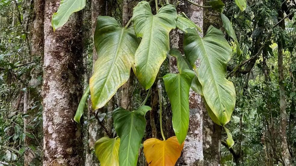 Nova espécie de planta é descoberta no Espírito Santo a partir de fotos de pássaros