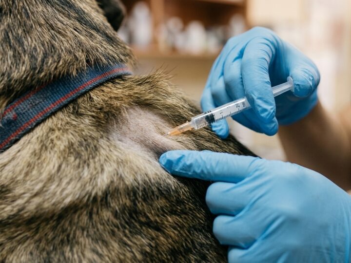 Cariacica oferece 100 doses de vacina V8 para cães nesta quinta-feira