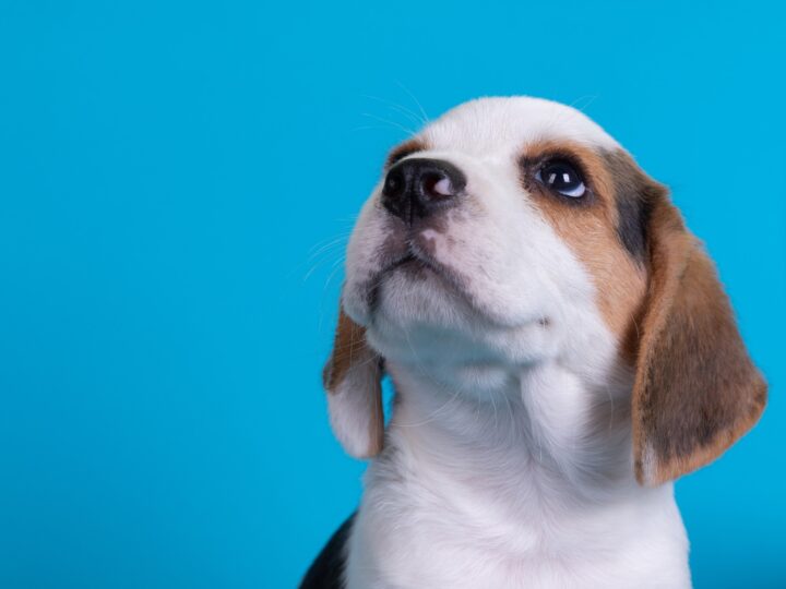 Cariacica abre 300 vagas para castração gratuita de cães e gatos