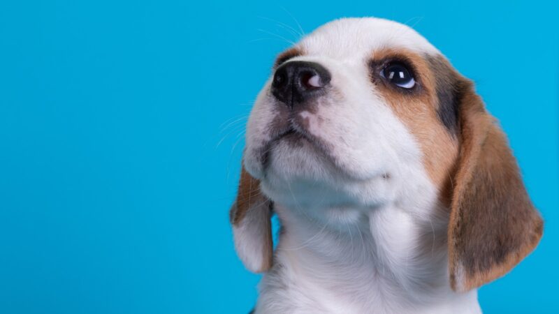 Cariacica abre 300 vagas para castração gratuita de cães e gatos