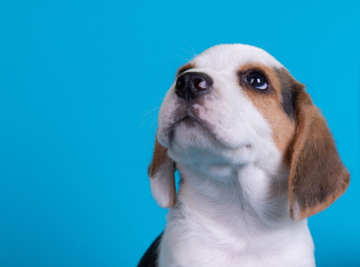 Cariacica abre 300 vagas para castração gratuita de cães e gatos