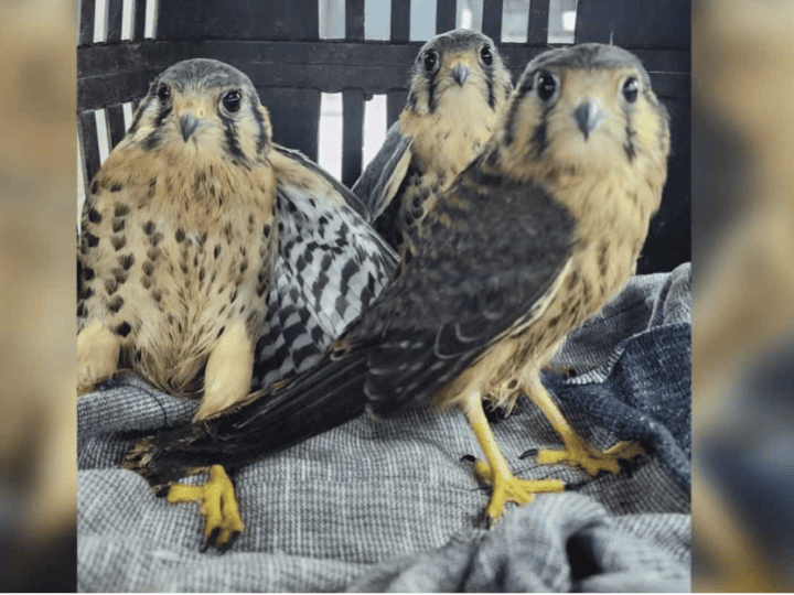 Cariacica resgata mais de 280 animais silvestres em dez meses; gambás lideram ocorrências